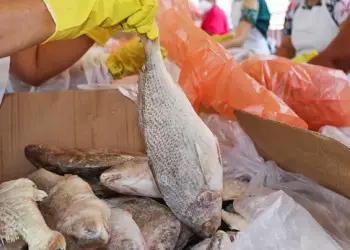 Prefeitura de SAJ realiza entrega de 32 toneladas de peixe nessa terça, dia 26 
